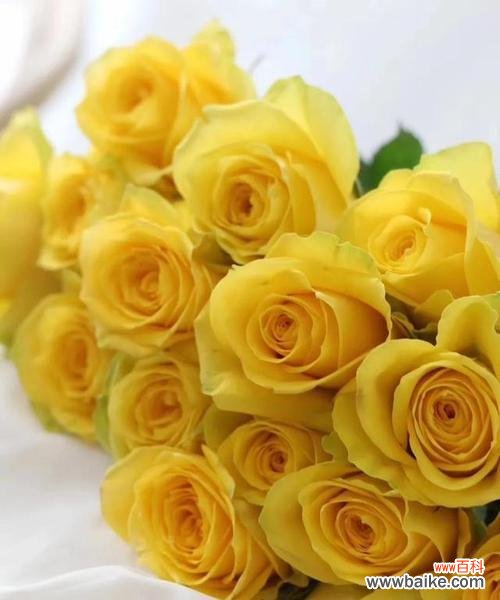 花语解析及文化涵义 黄玫瑰的代表意义