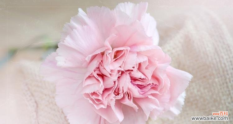 传达爱与感恩的鲜花 粉色康乃馨的花语