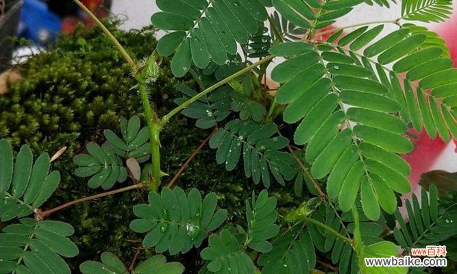 爱情中的害羞与胆怯 含羞草的花语——害羞的爱