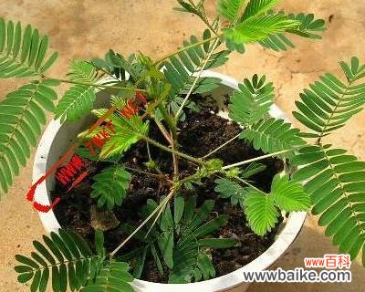 爱情中的害羞与胆怯 含羞草的花语——害羞的爱