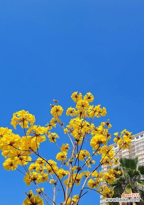 解读风铃花的花语及其象征意义 听风铃花语，领略自然的美