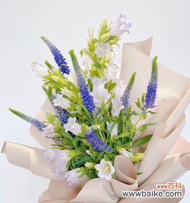 解读风铃花的花语及其象征意义 听风铃花语，领略自然的美