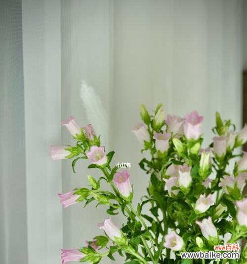 解读风铃花的花语及其象征意义 听风铃花语，领略自然的美