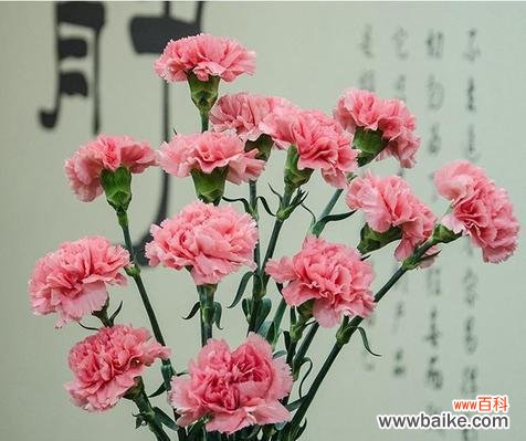 解析康乃馨花语和象征意义 康乃馨寓意代表什么意思?