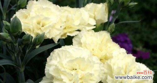 解析康乃馨花语和象征意义 康乃馨寓意代表什么意思?