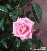 用花语讲述粉玫瑰的含义和传说 粉玫瑰——梦幻般的花语