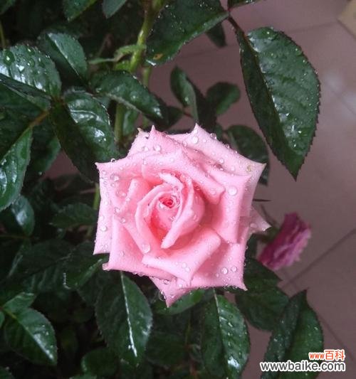 用花语讲述粉玫瑰的含义和传说 粉玫瑰——梦幻般的花语