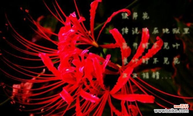 神秘而富有诗意的彼岸花开启心灵之窗 探寻花海背后的花语——彼岸花