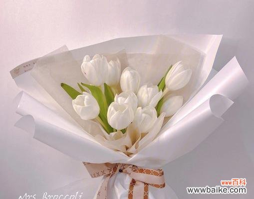 寓意优雅高贵，象征纯洁和真爱 白色郁金香的花语