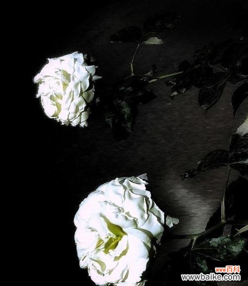 纯洁无暇的爱情 白蔷薇的花语