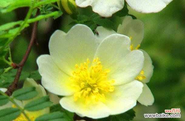 纯洁无暇的爱情 白蔷薇的花语