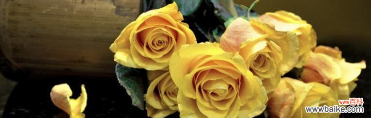 探寻玫瑰数量背后的深层寓意 玫瑰的数量与其含义