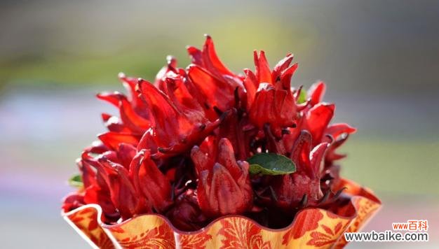 揭开玫瑰茄的花语之谜 传说中的玫瑰茄花