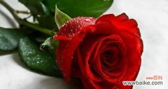 玫瑰数量所代表的深情告白和祝福 玫瑰数量的花语解读
