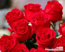 解读玫瑰数量的深层含义 玫瑰数量寓意之奥秘