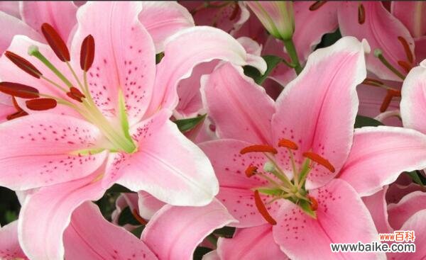 粉色百合花十朵的花语是什么?十朵粉色百合代表什么?