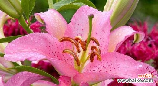 粉色百合花十朵的花语是什么?十朵粉色百合代表什么?