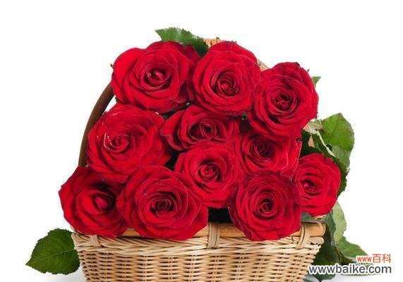 压扁玫瑰花的含义是什么？