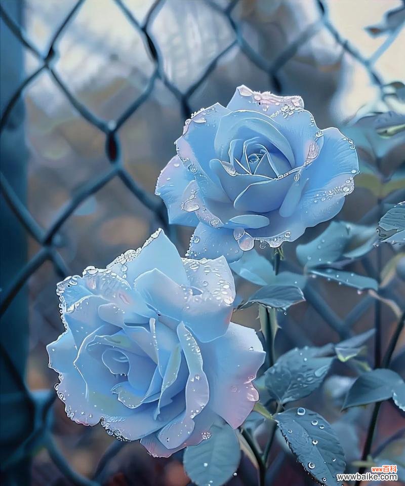 白玫瑰染成碎冰蓝代表了什么？它有什么特别的意义？
