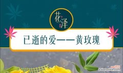老公送黄玫瑰花有何暗示？黄玫瑰花在婚姻中代表什么？