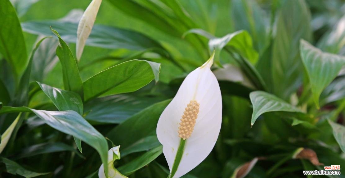 送给领导的植物有哪些选择？哪种植物更受欢迎？