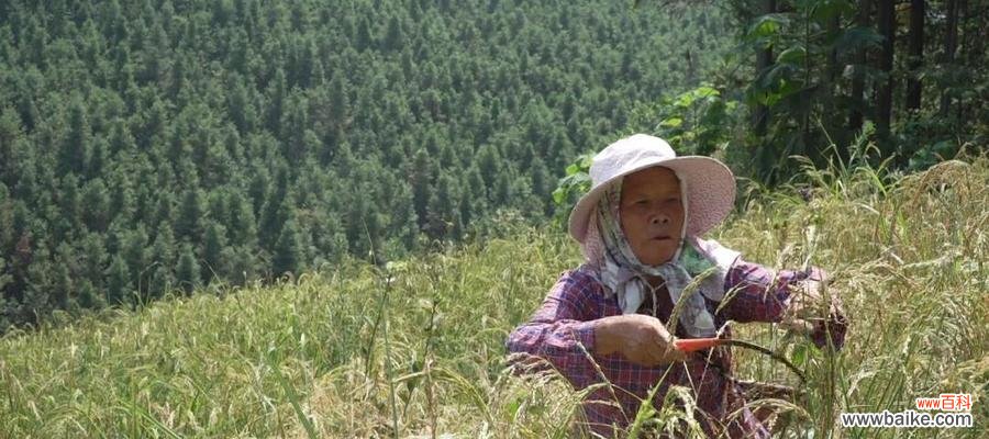 水稻成熟时农民高喊的含义是什么?