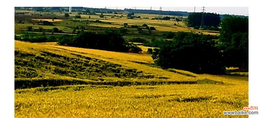 水稻成熟时农民高喊的含义是什么?