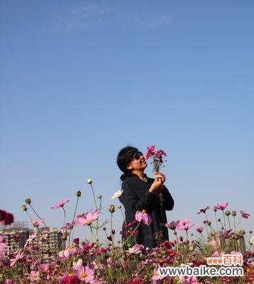 解读这朵高洁、聪明、独立的花语 波斯菊之花语