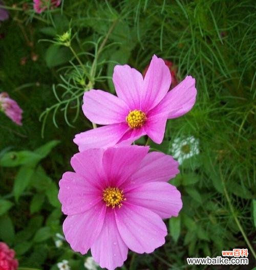 解读这朵高洁、聪明、独立的花语 波斯菊之花语