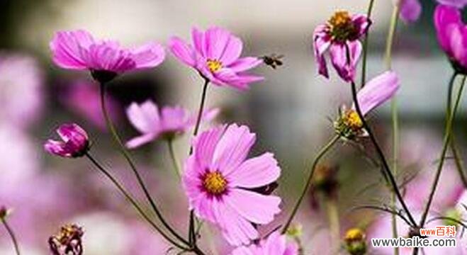 解读这朵高洁、聪明、独立的花语 波斯菊之花语