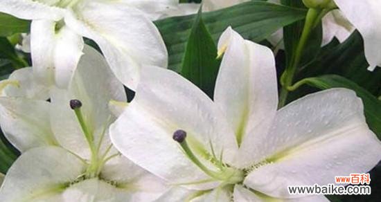探究百合的花语与文化内涵，传递美好情感 百合的花语——寓意深远的花卉之一