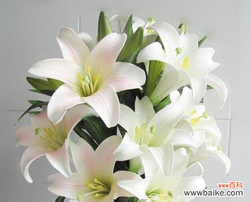 探究百合的花语与文化内涵，传递美好情感 百合的花语——寓意深远的花卉之一