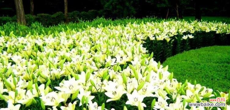 了解百合花语，拥抱爱与纯洁 百合花语