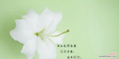 了解百合花语，拥抱爱与纯洁 百合花语