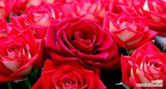 了解红玫瑰的寓意与传说 红玫瑰的象征意义