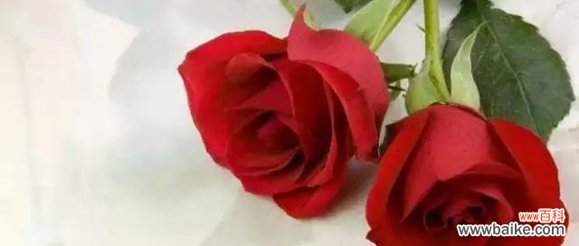 传递爱的信息 红玫瑰花语