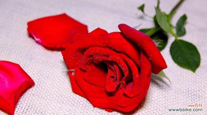 传递爱的信息 红玫瑰花语