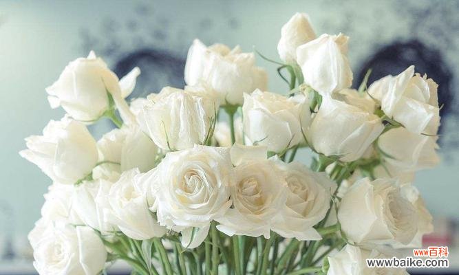 探寻白玫瑰的真实面貌，品味它的花语韵味 白玫瑰花语的意义与传承