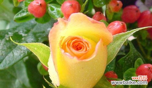 黄玫瑰花语的含义、象征与意义 黄玫瑰花语-传递温暖与感激