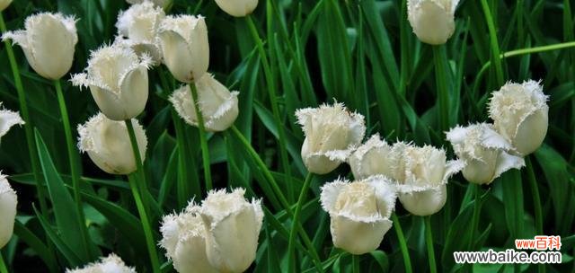 意味深长的花朵，传递不同的情感 白色郁金香的花语