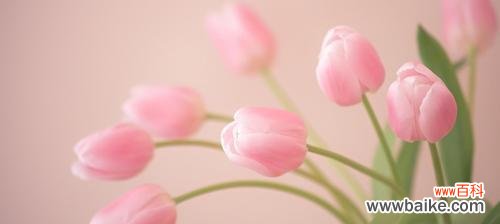 意味深长的花朵，传递不同的情感 白色郁金香的花语