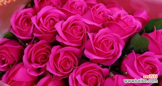 玫瑰的花色与情感世界 玫瑰花语