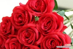 探索玫瑰背后的情感与美好 玫瑰的象征意义及文化传承