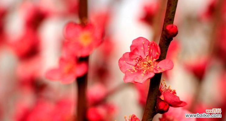 一枝花中的坚贞与力量 梅花的含义及寓意