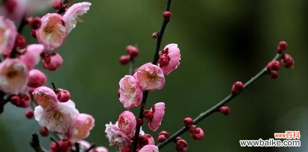 探寻梅花精神的力量与美丽 梅花之魂
