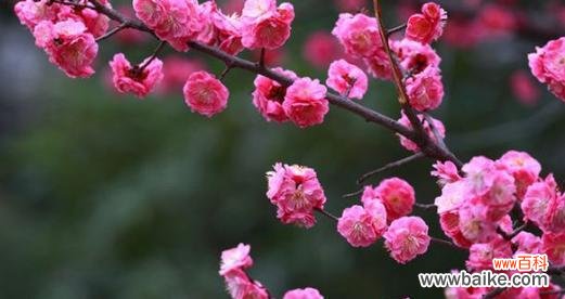 深入探究梅花的寓意 梅花的象征意义及其美丽之魅力