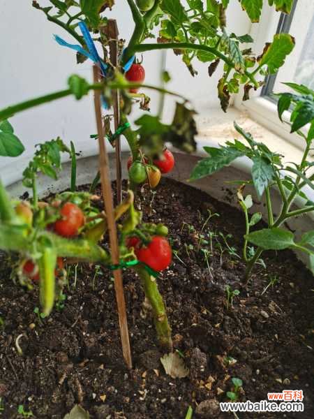 番茄是水果还是蔬菜,是凉性的还是热性的