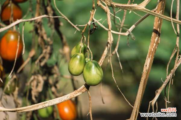 番茄是水果还是蔬菜,是凉性的还是热性的