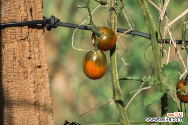 番茄是水果还是蔬菜,是凉性的还是热性的