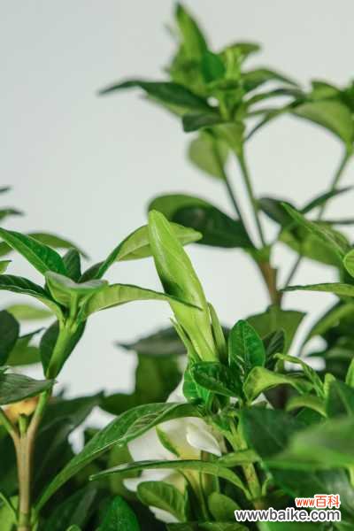 栀子花泡水喝的禁忌，栀子花怎么泡水喝